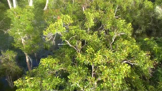 Reforestación con drones, la esperanza para los koalas [Video]