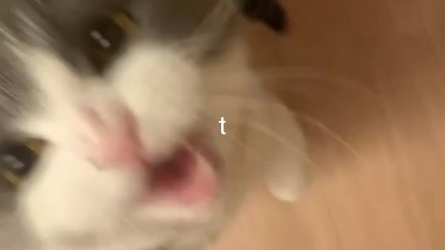 CAT REACTION FOR POTTY TIME FUNNY MOMENTS