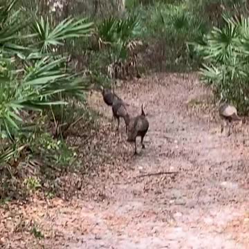 Thanksgiving Hideout?