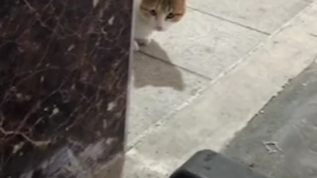 Playing with two cute cats