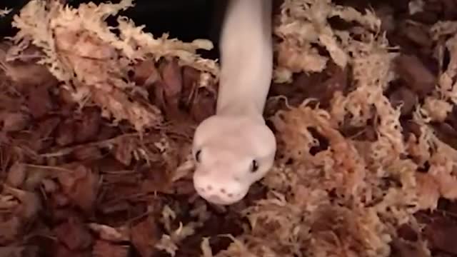 Guy Has Sweetest Friendship With A Wild Snake