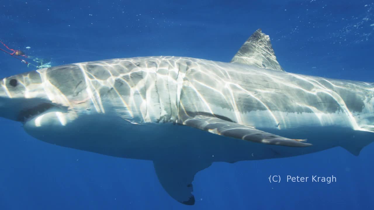 America's Shark Boat Guadalupe Island Season #18