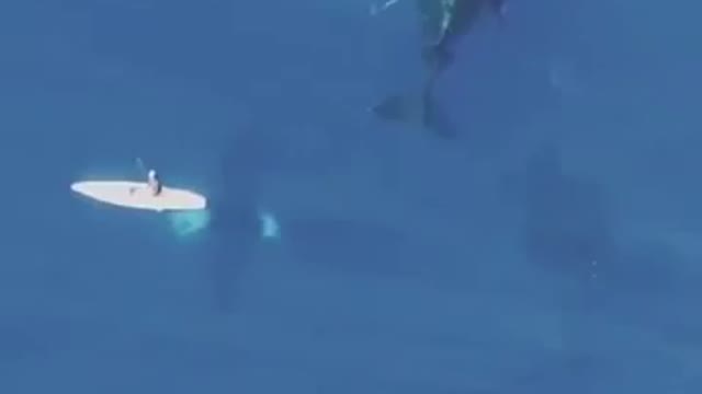 surprising whale interaction