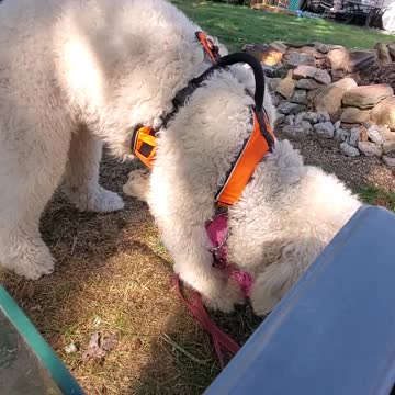 Cute Goldendoodle plays soccer with a frisbee