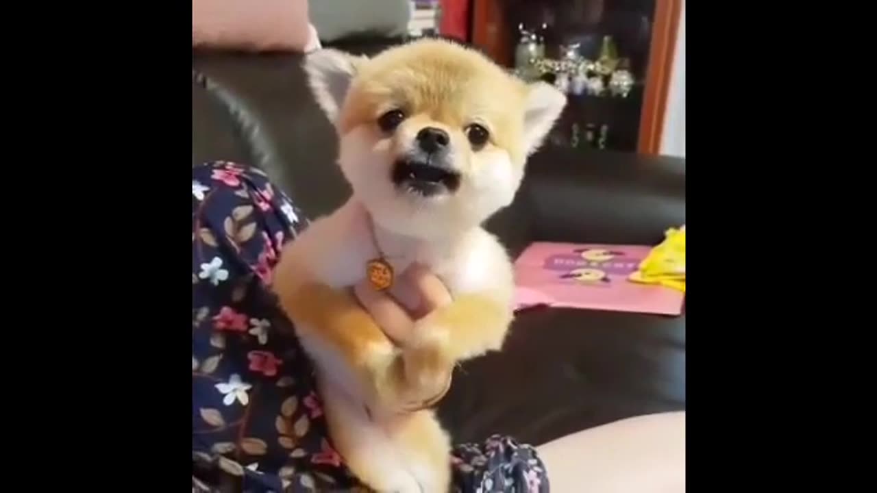 FUNNIEST_ANIMALS_-_Funny_and_Cute_Animal_Videos_Compilation(360p)