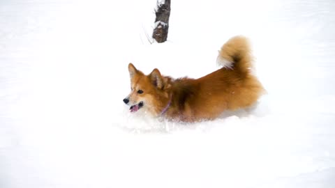 Little dog running in the snow