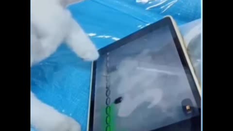 Video de gatinho engraçado