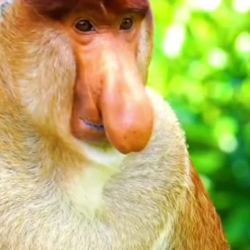 I know why the fidget monkey's nose is big you will be surprised!