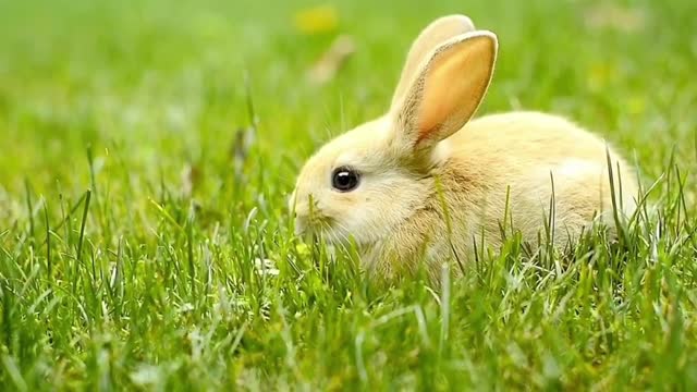 Very beautiful and lovely little grey rabbit