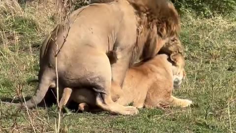 Lion making LOVE Epic video footage!!