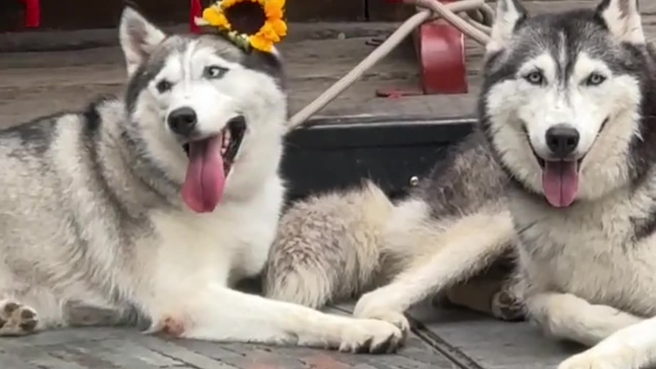 Dog and funny puppy