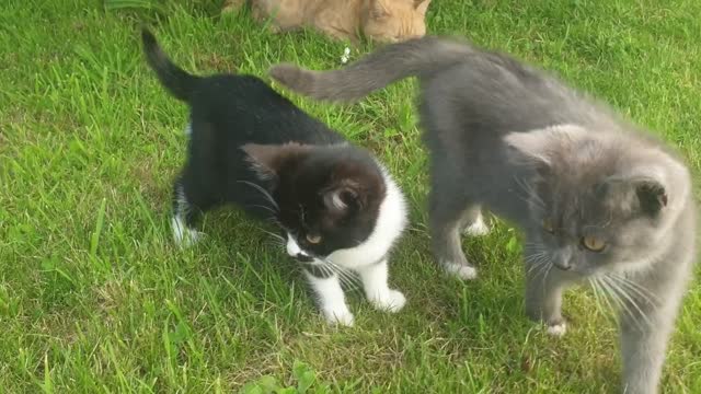 Adorable Cats on the Lawn