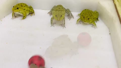 the frog screams when the ball arrives in front