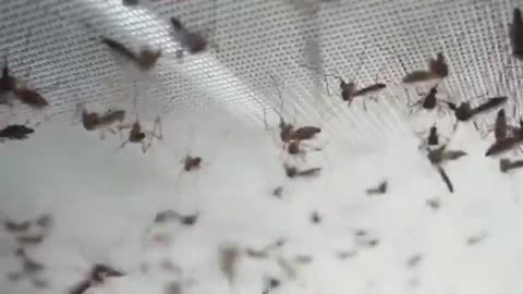 The world’s largest mosquito factory is in Medellin, Colombia and its funded by Bill Gates