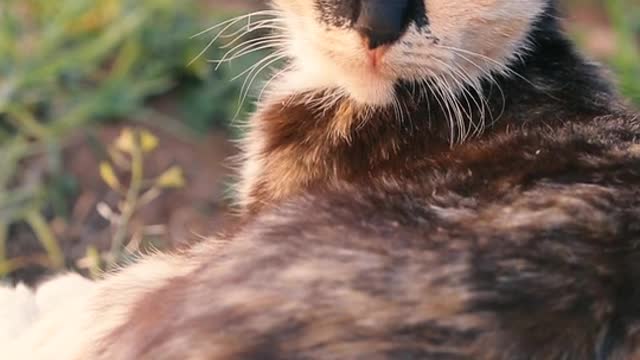 Cat funny video comedy video 1