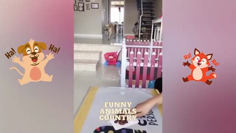 Funny Animal Vedios