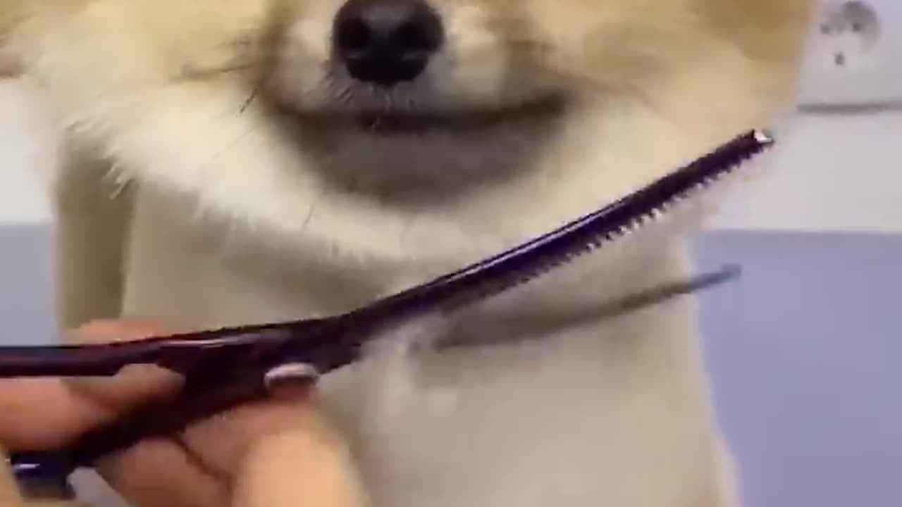 Cute baby dog hair cut