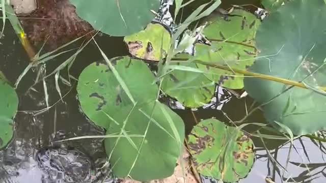 The lotus leaves here are very big