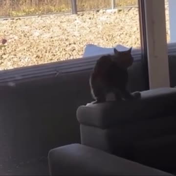 Cat Crashes Into Glass Wall While Jumping Towards It