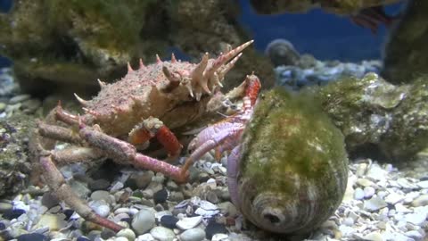 Watching crabs fight in the Canadian sea