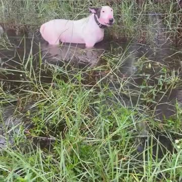 Florida Cops Rescue Abandoned Dog Tied to Fence