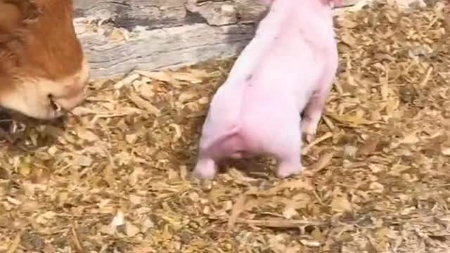 Happy Pig