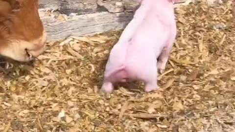 Happy Pig