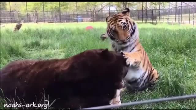 Big bear and fat tiger