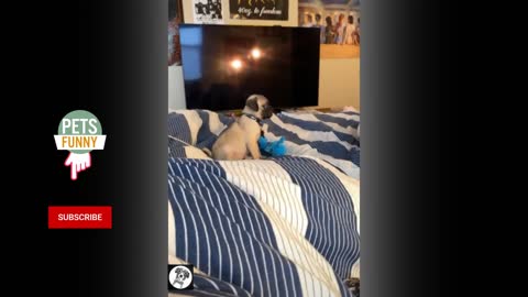 Funny Pugs doing Funny Thing