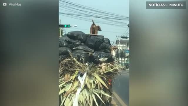 Cão surfa em caminhão pelas ruas de Bangkok