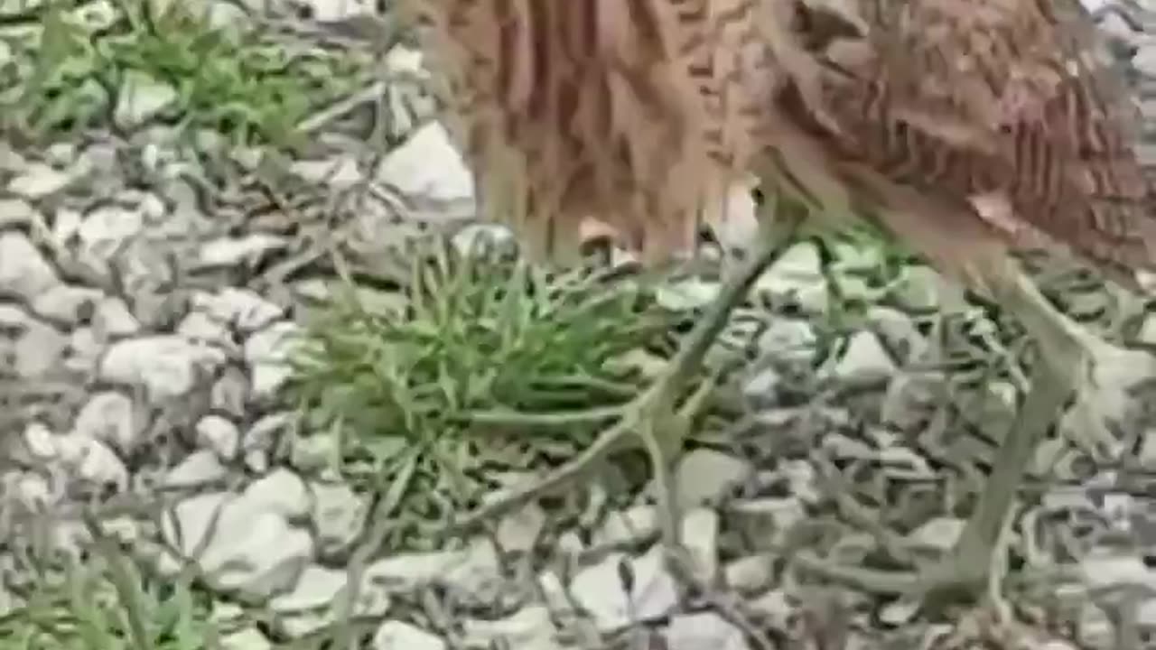 The Eurasian bittern or great bittern is a wading bird