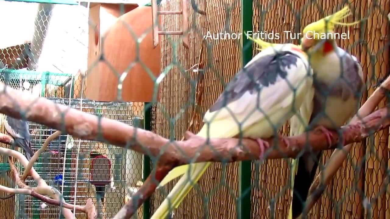 Cockatiel Parrot (Nymphicus hollandicus) Flirting and Love, Cute Birds