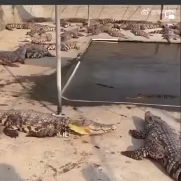 Khi cá Sấu cũng ăn chay!