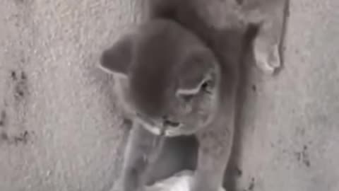 Funny cats video