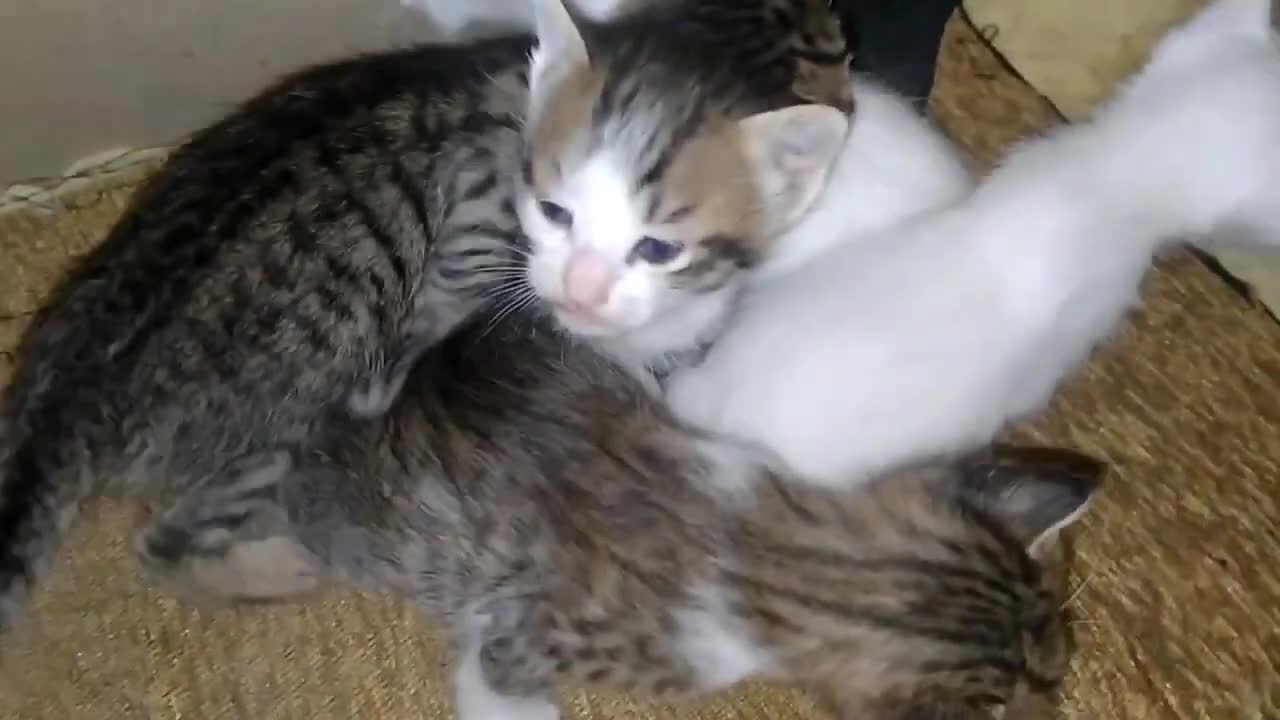 5 Newborn Kittens Are Waiting For Mother Cat For Milk But She's Not Feeding Them (1)