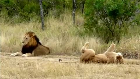 Wild Laughs: Funniest Animal Antics & Unforgettable Moments!