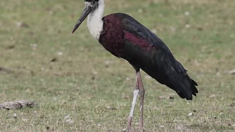 Wildlife