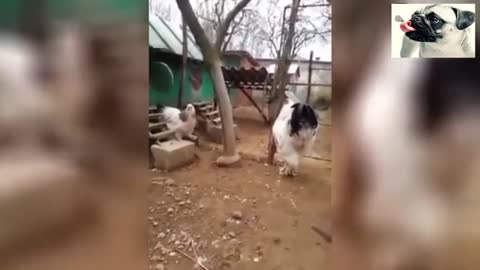 funny chickens try not to laugh