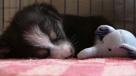 My dog sleeps with the doll