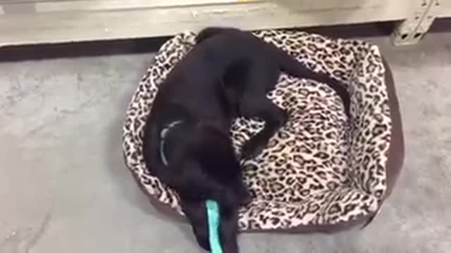 Lazy lab picks a bed at the store in the most hilarious way