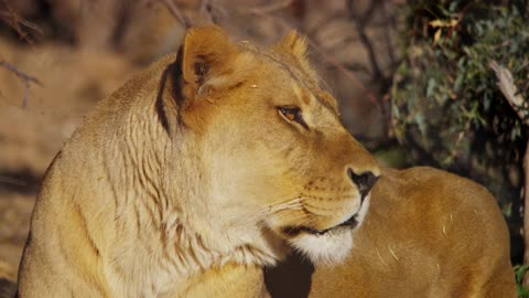 Close Up Of A Lioness Looking To The Right Of The Scene And Then Turning Her Head In 4K