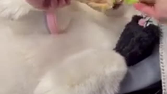 Little Dog Ate Lettuce Fooled By The Smell