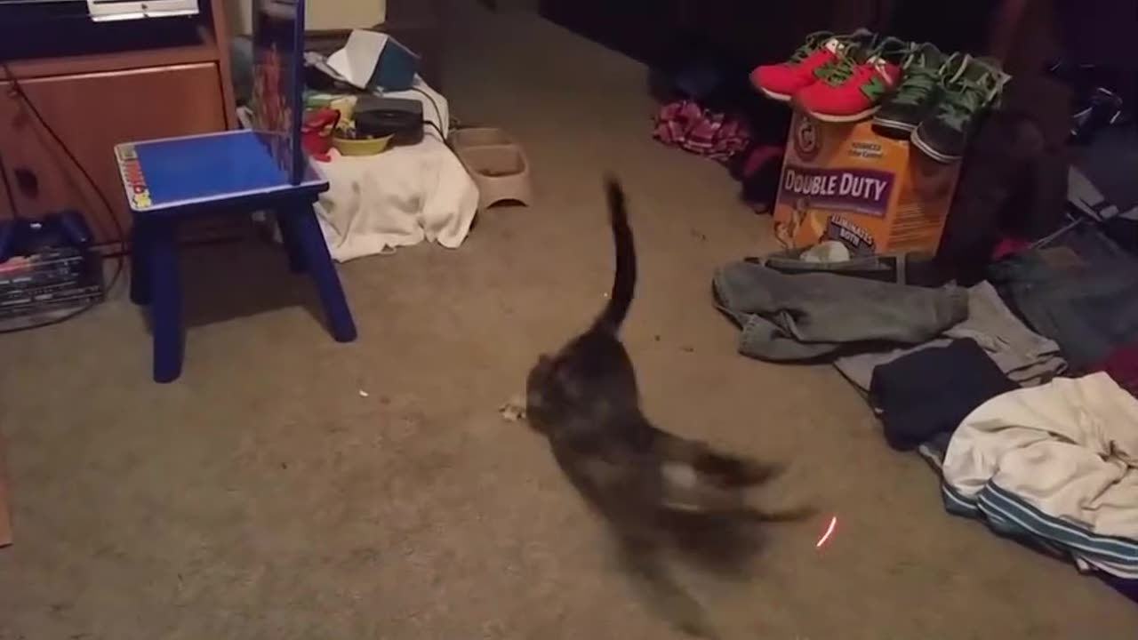 Funny animals video all cute animals