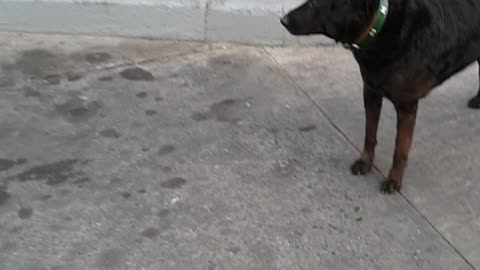 Tobi a Gas Station Dog Gets Snacks 🐕🇨🇱