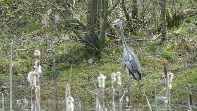 Female Birds Heron Water In Jungle