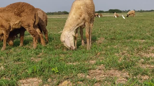 Grupe Sheep Meeting Sheep's Cute