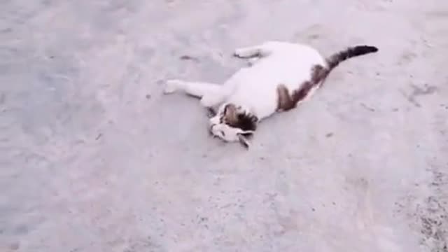 Dogs and cats funny time