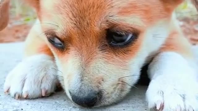 Funniest Animals~Best Funny Animal Videos