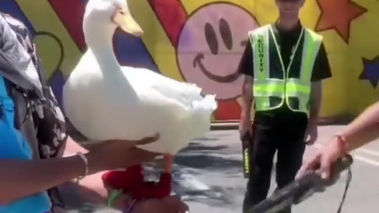 Funny dogs