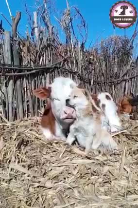 the cow with the dog
